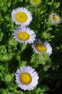 Слика од Erigeron