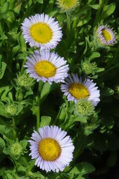 Image of fleabane