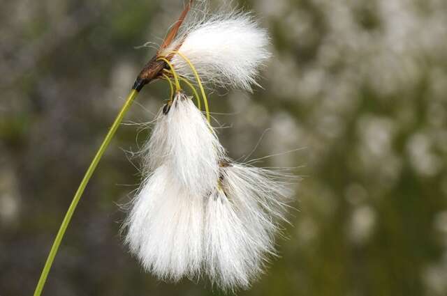 Image of cottongrass