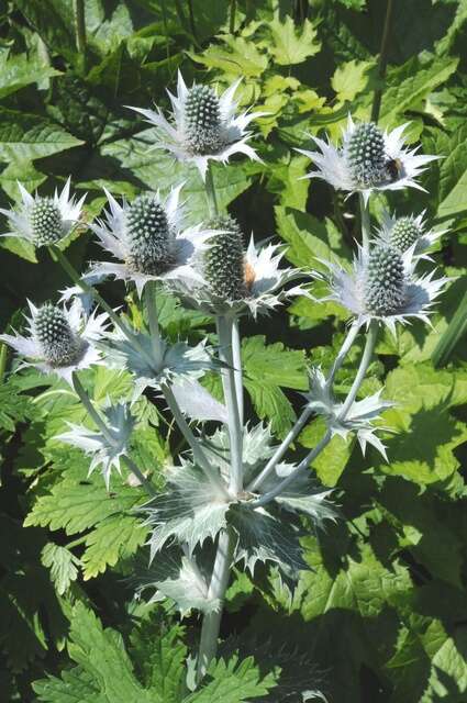 Imagem de Eryngium giganteum M. Bieb.