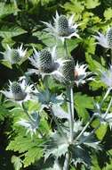 Eryngium giganteum M. Bieb. resmi