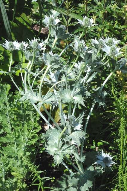 Imagem de Eryngium giganteum M. Bieb.