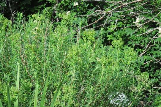 Image of Marsh Spurge