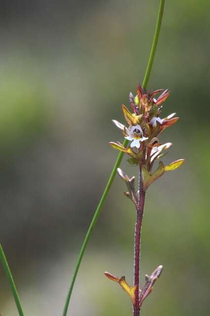 Imagem de Euphrasia salisburgensis Funck