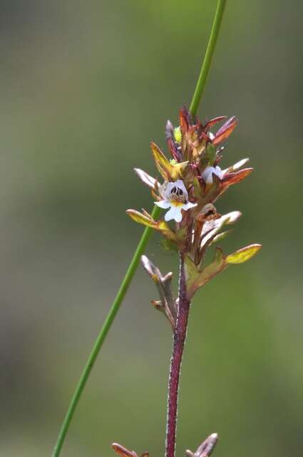 Image of Irish Eyebright