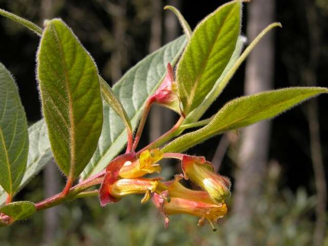 Image of honeysuckle