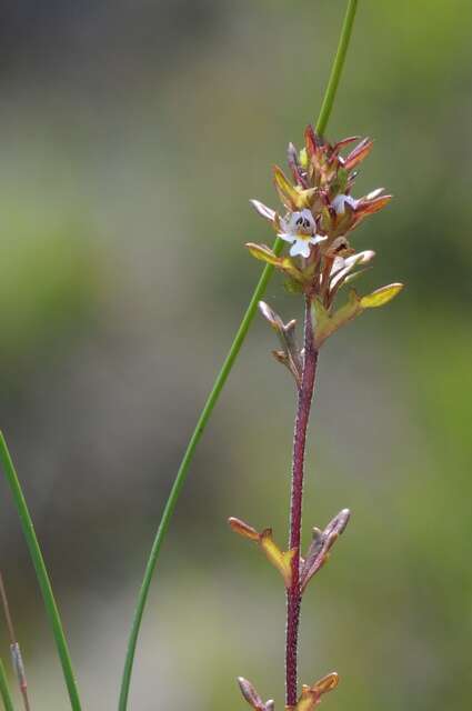 Imagem de Euphrasia salisburgensis Funck