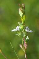 Imagem de Euphrasia stricta D. Wolff ex J. F. Lehm.