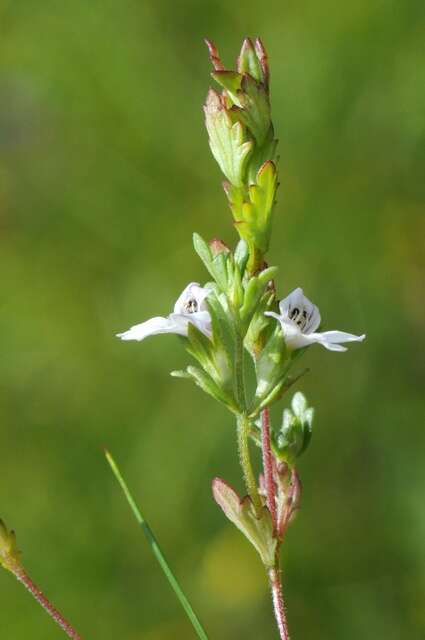 Слика од Euphrasia stricta D. Wolff ex J. F. Lehm.