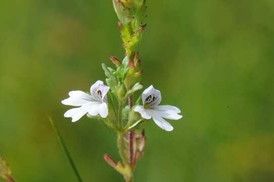 Слика од Euphrasia stricta D. Wolff ex J. F. Lehm.