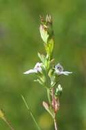 Слика од Euphrasia stricta D. Wolff ex J. F. Lehm.