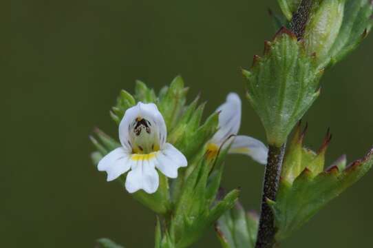 Image de Euphrasia vernalis List