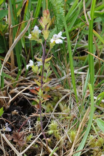 Imagem de Euphrasia stricta D. Wolff ex J. F. Lehm.