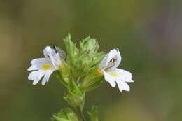 Image de Euphrasia vernalis List