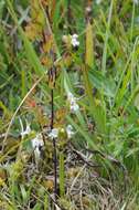 Imagem de Euphrasia vernalis List