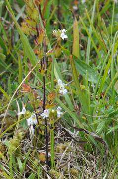 Imagem de Euphrasia vernalis List