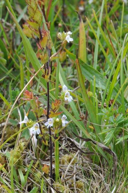 Image de Euphrasia vernalis List