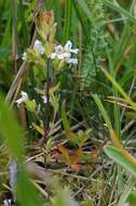 Слика од Euphrasia stricta D. Wolff ex J. F. Lehm.