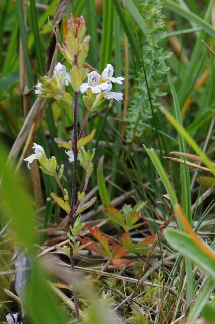 Image of Eyebright