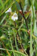 Image de Euphrasia vernalis List