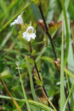 Image of Euphrasia vernalis List