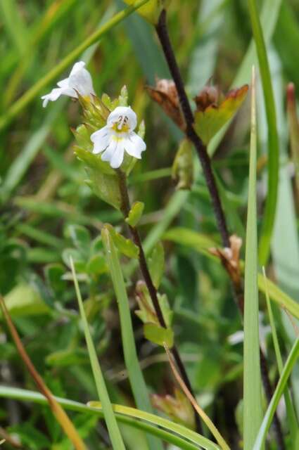 Imagem de Euphrasia vernalis List