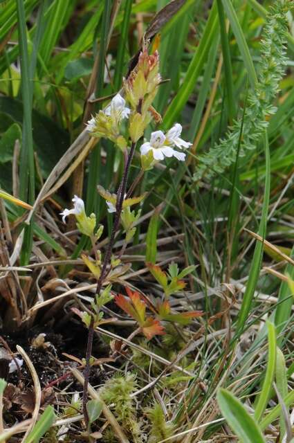 Imagem de Euphrasia stricta D. Wolff ex J. F. Lehm.