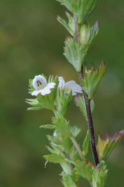 Imagem de Euphrasia vernalis List