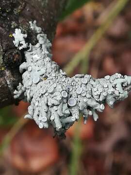 Image of rosette lichen