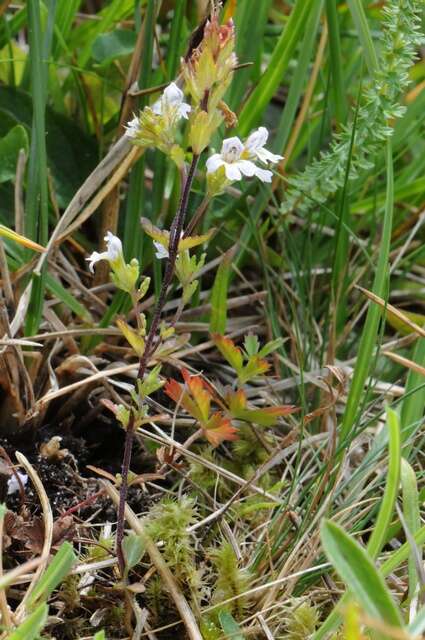 Слика од Euphrasia stricta D. Wolff ex J. F. Lehm.