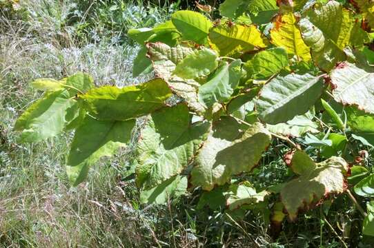 Image of Giant Knotweed