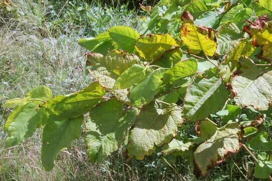 Image of Giant Knotweed