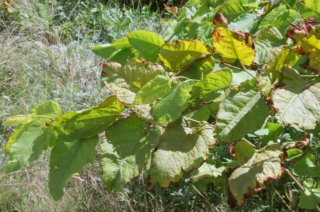 Plancia ëd Reynoutria sachalinensis (Friedrich Schmidt Petrop.) Nakai