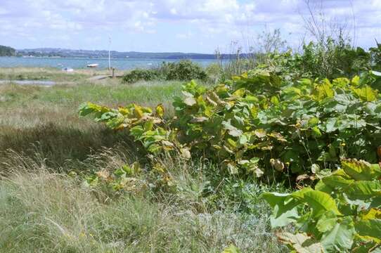 Image of Giant Knotweed