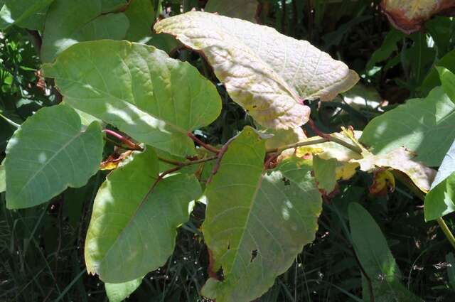 Plancia ëd Reynoutria sachalinensis (Friedrich Schmidt Petrop.) Nakai