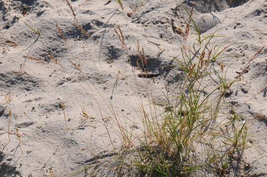 Image of Festuca beckeri (Hack.) Trautv.