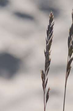 Image of Festuca beckeri (Hack.) Trautv.