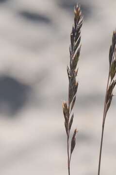 Image of Festuca beckeri (Hack.) Trautv.