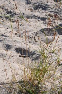 Image of Festuca beckeri (Hack.) Trautv.