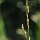 Image of Festuca pratensis × <i>Lolium perenne</i>