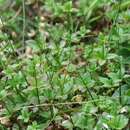 Image of Round-leaved Bedstraw