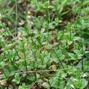 Image of Round-leaved bedstraw