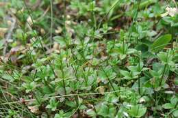 Image of Round-leaved Bedstraw