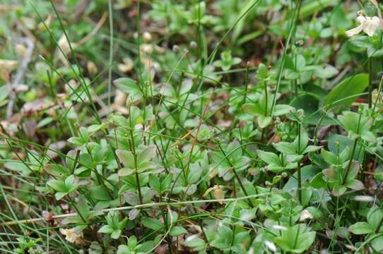 Imagem de Galium rotundifolium L.