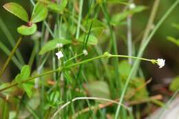 Image of Round-leaved Bedstraw