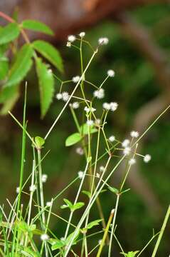 Image of Galium rotundifolium L.