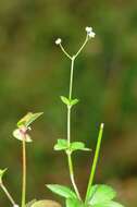 Image of Round-leaved Bedstraw