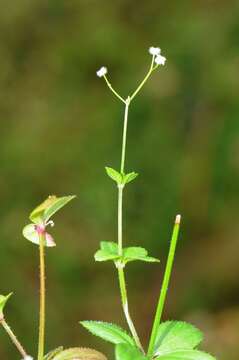 Image of Galium rotundifolium L.