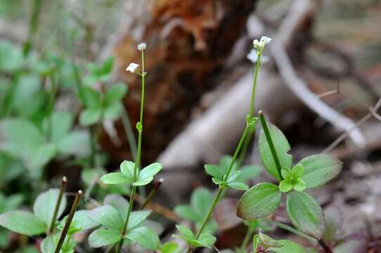 Image of Round-leaved Bedstraw