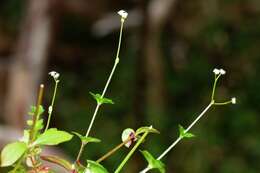 Image of Round-leaved Bedstraw